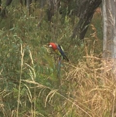 Platycercus eximius (Eastern Rosella) at Black Mountain - 16 Dec 2020 by Tapirlord