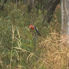 Platycercus eximius (Eastern Rosella) at Acton, ACT - 17 Dec 2020 by Tapirlord