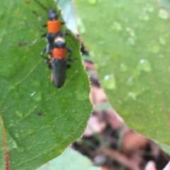 Chauliognathus tricolor (Tricolor soldier beetle) at Black Mountain - 16 Dec 2020 by Tapirlord