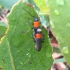 Chauliognathus tricolor at Downer, ACT - 17 Dec 2020