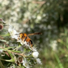 Anterhynchium nigrocinctum (Potter Wasp) at Murrumbateman, NSW - 18 Dec 2020 by SimoneC