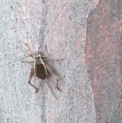 Eurepa marginipennis (Mottled bush cricket) at Black Mountain - 16 Dec 2020 by Tapirlord