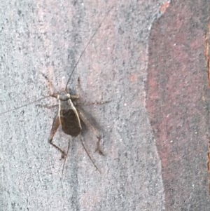 Eurepa marginipennis at Downer, ACT - 17 Dec 2020