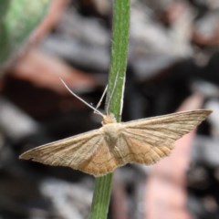 Scopula rubraria (Reddish Wave, Plantain Moth) at O'Connor, ACT - 18 Dec 2020 by ConBoekel