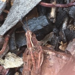Phaulacridium vittatum (Wingless Grasshopper) at Black Mountain - 16 Dec 2020 by Tapirlord