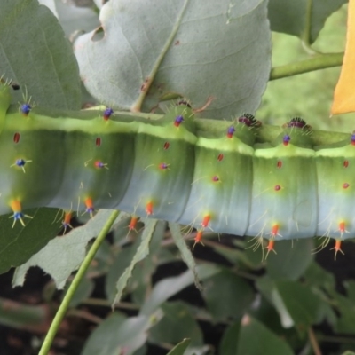 Opodiphthera eucalypti (Emperor Gum Moth) at Wandella, NSW - 17 Dec 2020 by RobParnell