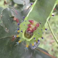 Opodiphthera eucalypti at Wandella, NSW - 17 Dec 2020 12:21 PM
