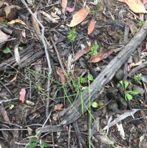 Rytidosperma sp. at Downer, ACT - 17 Dec 2020