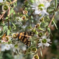 Asura lydia (Lydia Lichen Moth) at Murrumbateman, NSW - 18 Dec 2020 by SimoneC