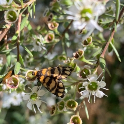 Asura lydia (Lydia Lichen Moth) at Murrumbateman, NSW - 18 Dec 2020 by SimoneC