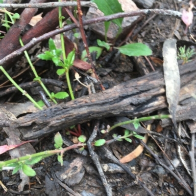 Gonocarpus tetragynus (Common Raspwort) at Black Mountain - 16 Dec 2020 by Tapirlord
