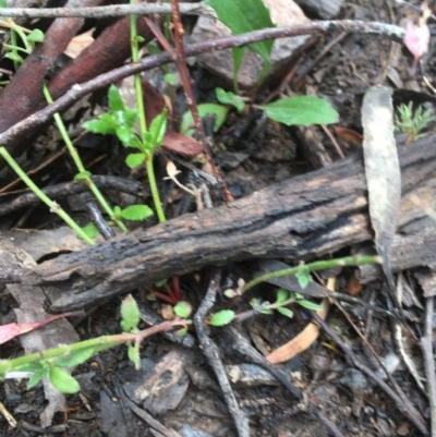 Gonocarpus tetragynus (Common Raspwort) at Downer, ACT - 17 Dec 2020 by Tapirlord