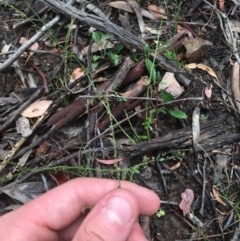 Gonocarpus tetragynus at Downer, ACT - 17 Dec 2020