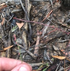 Gonocarpus tetragynus at Downer, ACT - 17 Dec 2020