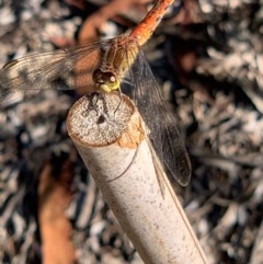 Diplacodes melanopsis (Black-faced Percher) at Murrumbateman, NSW - 18 Dec 2020 by SimoneC