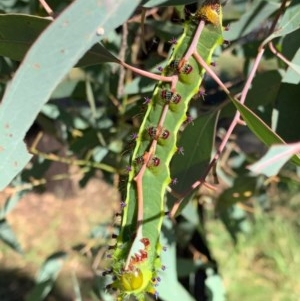 Opodiphthera eucalypti at Murrumbateman, NSW - 18 Dec 2020