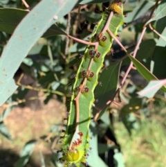 Opodiphthera eucalypti (Emperor Gum Moth) at Murrumbateman, NSW - 18 Dec 2020 by SimoneC