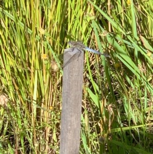 Orthetrum caledonicum at Murrumbateman, NSW - 18 Dec 2020