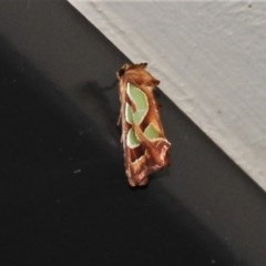 Cosmodes elegans (Green Blotched Moth) at Wanniassa, ACT - 17 Dec 2020 by JohnBundock