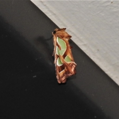 Cosmodes elegans (Green Blotched Moth) at Wanniassa, ACT - 17 Dec 2020 by JohnBundock