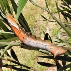 Neola semiaurata (Wattle Notodontid Moth) at Paddys River, ACT - 18 Dec 2020 by JohnBundock