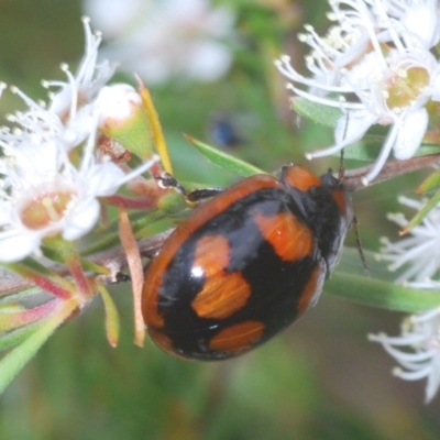 Paropsisterna beata (Blessed Leaf Beetle) at Black Mountain - 15 Dec 2020 by Harrisi