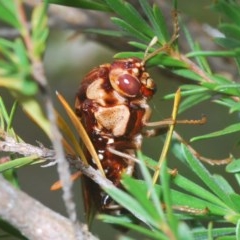 Pergagrapta polita (Sawfly) at Black Mountain - 15 Dec 2020 by Harrisi