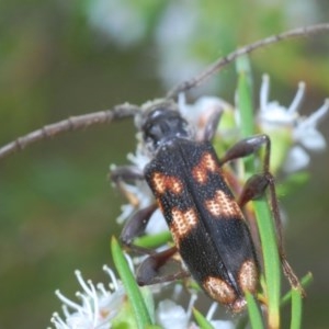 Phoracantha semipunctata at Molonglo Valley, ACT - 15 Dec 2020