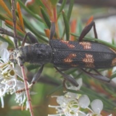 Phoracantha semipunctata at Molonglo Valley, ACT - 15 Dec 2020