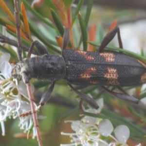 Phoracantha semipunctata at Molonglo Valley, ACT - 15 Dec 2020