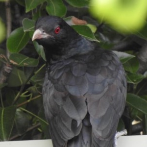 Eudynamys orientalis at Aranda, ACT - 19 Dec 2020