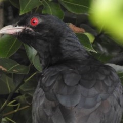 Eudynamys orientalis at Aranda, ACT - 19 Dec 2020