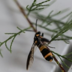 Pterygophorus cinctus (Bottlebrush sawfly) at Holt, ACT - 18 Dec 2020 by Margo