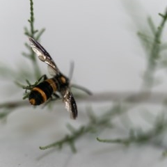 Pterygophorus cinctus at Holt, ACT - 19 Dec 2020