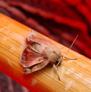 Mythimna (Pseudaletia) convecta at Molonglo Valley, ACT - 19 Dec 2020