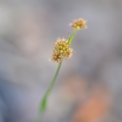Luzula (genus) (Woodrush) at Wamboin, NSW - 17 Oct 2020 by natureguy