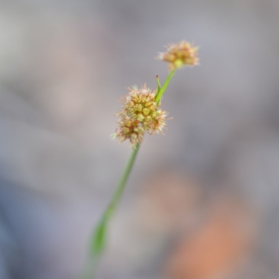 Luzula (genus) (Woodrush) at Wamboin, NSW - 17 Oct 2020 by natureguy
