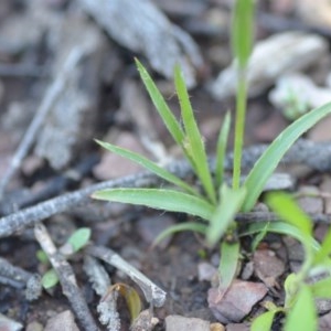 Luzula sp. at Wamboin, NSW - 17 Oct 2020