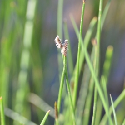 Eleocharis (genus) (Spike-rush) at Wamboin, NSW - 17 Oct 2020 by natureguy