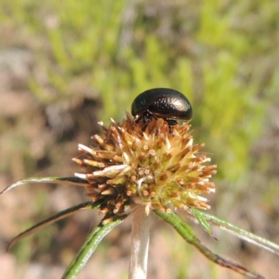 Chrysolina quadrigemina (Greater St Johns Wort beetle) at Conder, ACT - 3 Nov 2020 by michaelb