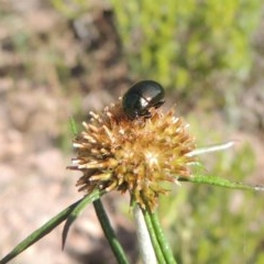 Chrysolina quadrigemina at Conder, ACT - 3 Nov 2020