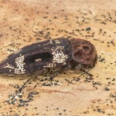 Nascio vetusta (A jewel beetle) at Scullin, ACT - 18 Dec 2020 by AlisonMilton