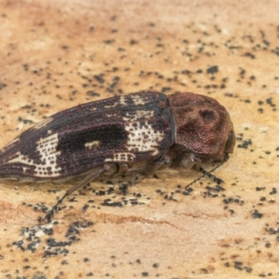 Nascio vetusta (A jewel beetle) at Scullin, ACT - 19 Dec 2020 by AlisonMilton