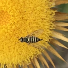 Australiphthiria hilaris (Slender Bee Fly) at Point 75 - 15 Dec 2020 by MattFox
