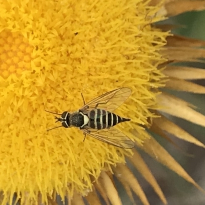 Australiphthiria hilaris (Slender Bee Fly) at Point 75 - 15 Dec 2020 by MattFox