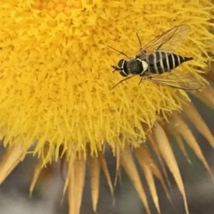 Australiphthiria hilaris at Black Mountain - 15 Dec 2020