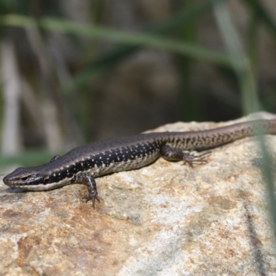 Eulamprus heatwolei (Yellow-bellied Water Skink) at Kingston, ACT - 14 Dec 2020 by davidcunninghamwildlife