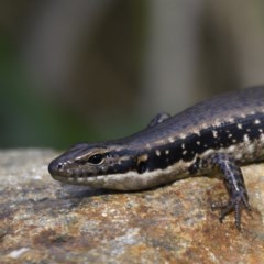 Eulamprus heatwolei at Kingston, ACT - 14 Dec 2020