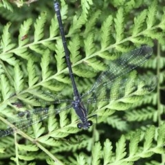 Austroargiolestes icteromelas (Common Flatwing) at ANBG - 16 Dec 2020 by MattFox