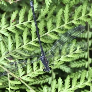 Austroargiolestes icteromelas at Acton, ACT - 17 Dec 2020